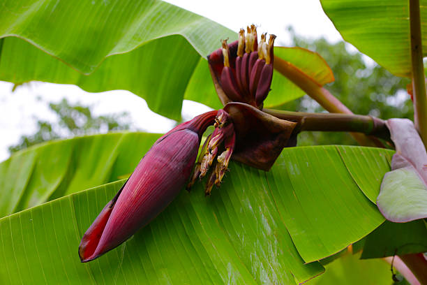 Banana bossom hanging from a banana tree.
