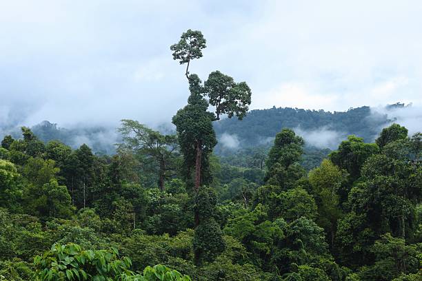 istock Meratus mountain borneo rainforest, indonesia 2207126194