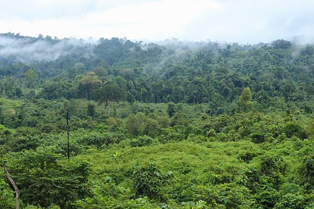 istock Meratus mountain borneo rainforest, indonesia 2207126253