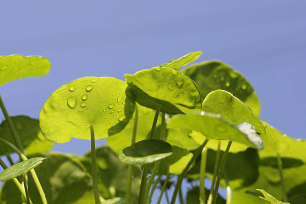 istock Centella asiatica (gotu kola). Fresh green leaves herb background. 2207126270