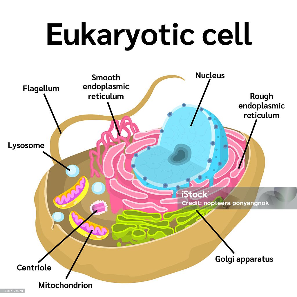 Endomembrane System.drawing The Endomembrane System Of A Eukaryotic Cell Stock Illustration ...