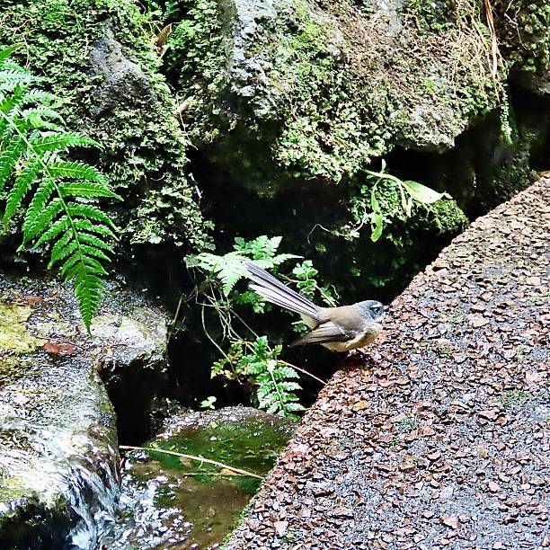 istock A Kingfisher on a wall above a small waterfall on a bush walk in Auckland 2207127974