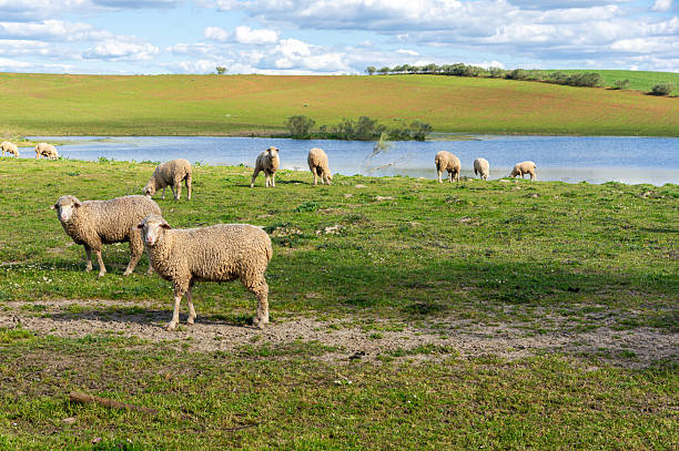 istock Balanced Composition: Two Merino Sheep in Foreground with Ample Negative Space for Text, Logos, or Designs. Idyllic Scene Featuring Green and Red Tones Against a Cloudy Blue Sky. 2207128172