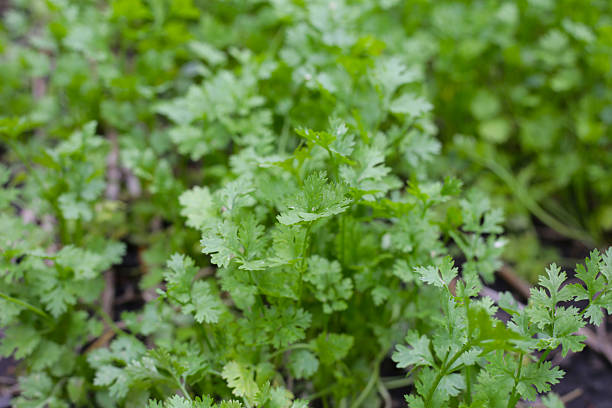 istock Coriander growing in a garden bed. 2207128586