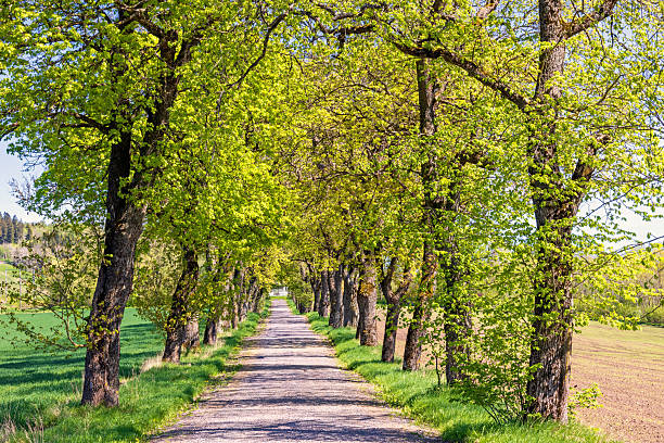 Tree Lined gravel road with lush green trees a sunny spring day
