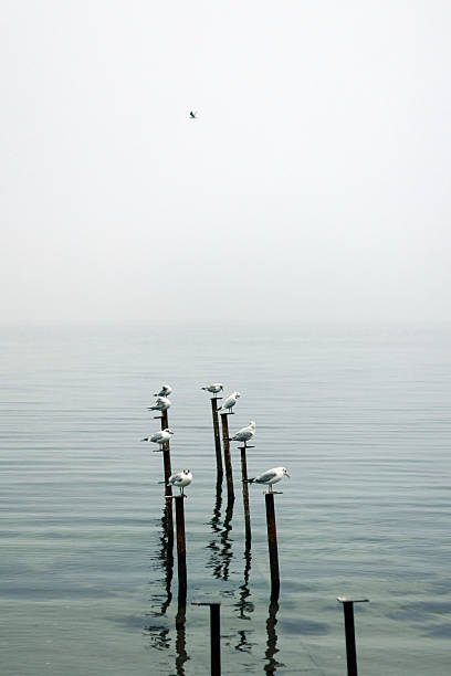 istock Serene Seagulls Resting on Weathered Poles in a Misty Seascape 2207130331