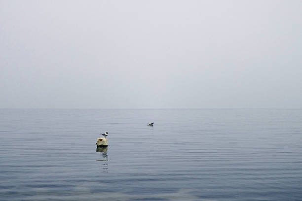 istock Tranquil Seagulls Floating on a Misty Sea with a Harbor in the Distance 2207130368