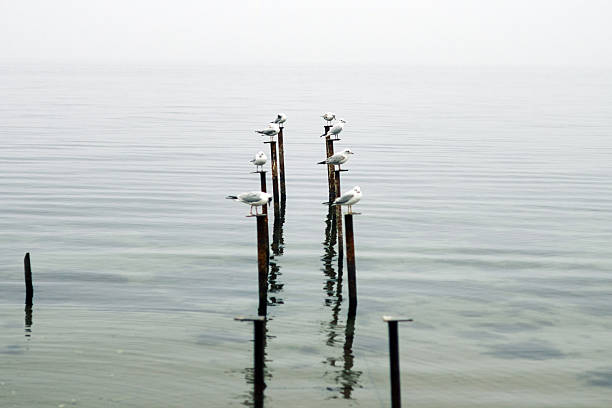 Serene Seagulls Resting on Weathered Poles in a Misty Seascape