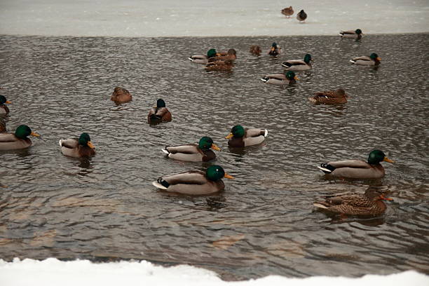 A lake in the park with ducks swimming in it in a winter scenery