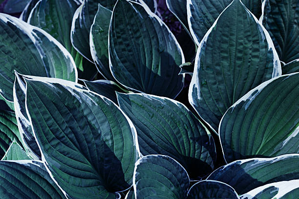 Dark blue teal leaf close up texture, Hosta plant leaves natural background, botanical pattern with organic shapes, natural beauty top view scenery, seasonal vivid scene, ecology concept backdrop