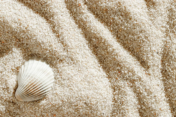 Sandy beach with seashells as a natural textured backdrop for summer vacation and holiday concept.