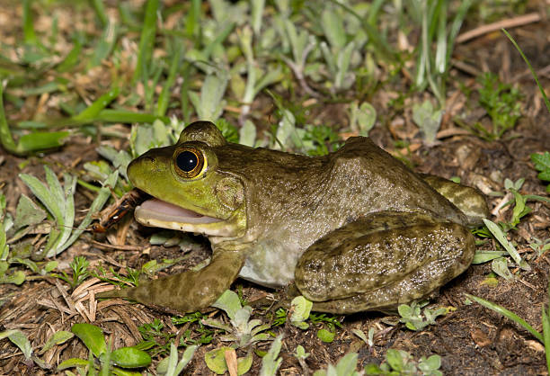 istock American Bullfrog eating an insect. 2207135410