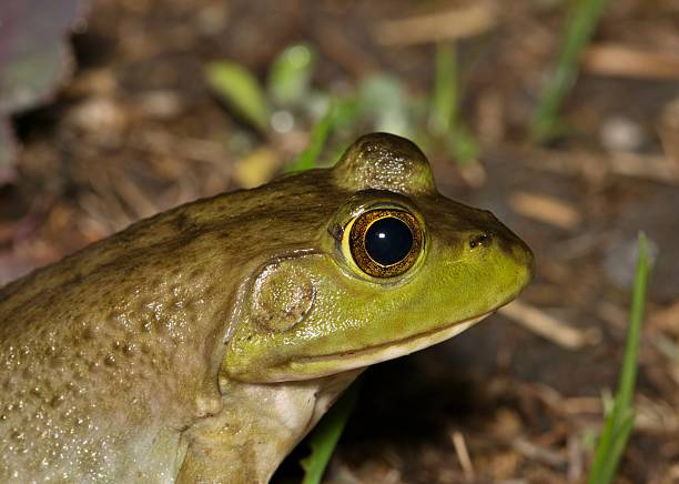 istock American Bullfrog head side view profile. 2207135411