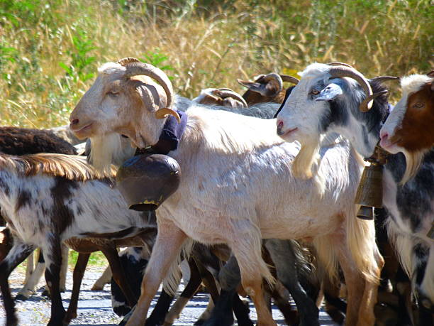 istock Herd of goats, Epirus, Greece 2207135764