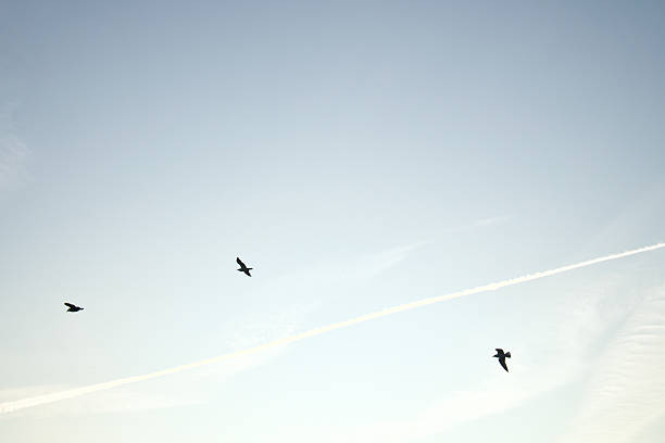 istock Seagulls glide gracefully through the clear sky, accompanied by gentle clouds. 2207136401
