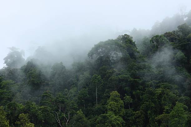 istock Meratus mountain at borneo rainforest, indonesia 2207136534