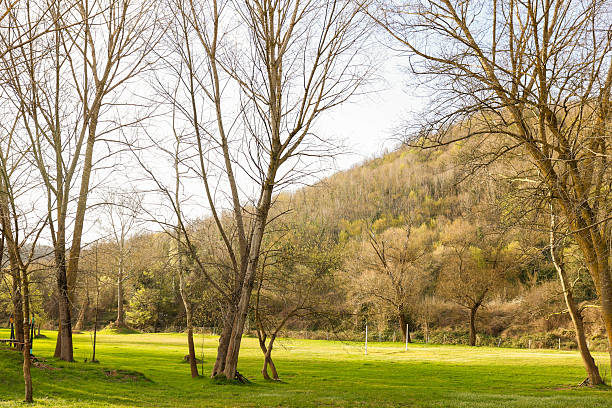 The Arrival of Spring – Green Grass and Sunlit Trees