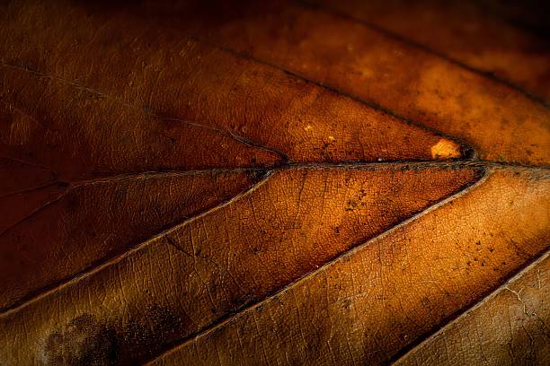 Close-up macro shot of a textured brown leaf showing intricate details and patterns.