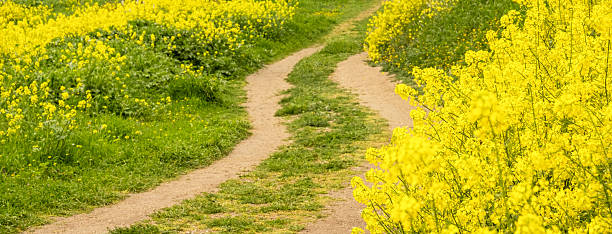thickets of yellow rape in March and footpath