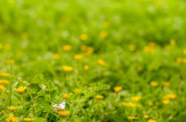 Insects pollenate the spring flowers on a calm warm day