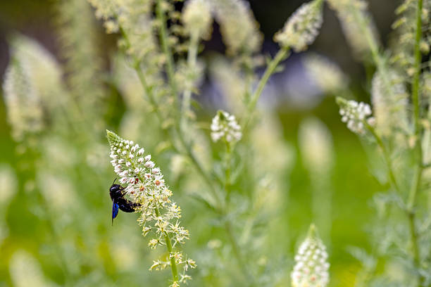 Insects pollenate the spring flowers on a calm warm day
