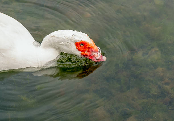 The Muscovy duck eats seaweed that it collects from the seabed