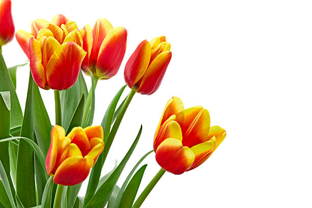 istock yellow and red tulips isolated on white background. clipping path 2207142478