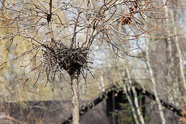 A bird's nest is perched in the branches of a tree as spring arrives. Budding leaves contrast against the bare branches, showcasing nature's awakening in the background.