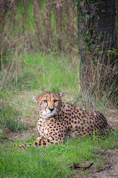 istock Wild cheetah staring defiantly at the camera. 2207142958