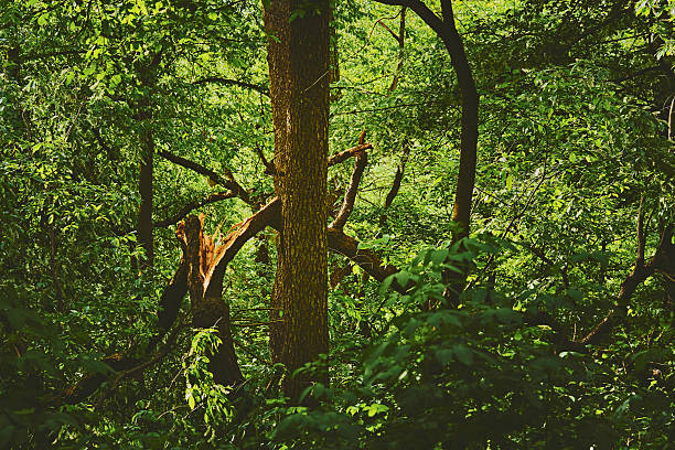 green background