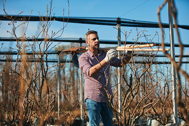 istock Man with gardening rake and tools on a blueberries organic farm. 2207143923