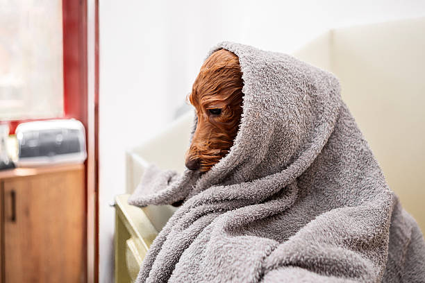 Wet Dog Wrapped in Towel After Bath