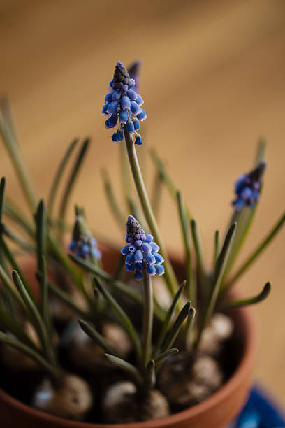 istock Grape hyacinth in bloom on table indoors 2207147090