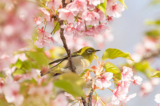 istock Early-blooming Kawazu cherry blossoms in full bloom 2207148374