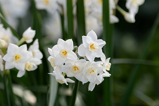 istock Daffodil flowers in full bloom 2207148650