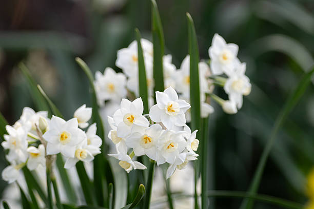 istock Daffodil flowers in full bloom 2207148697