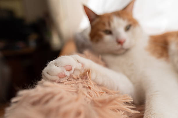 Ginger cat enjoying a cozy moment on a blue sofa with a plaid blanket
