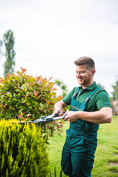 istock Professional gardener trimming hedge. 2207150726