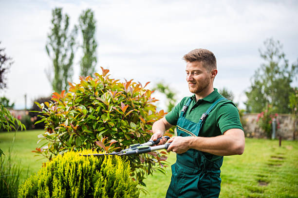 istock Professional gardener trimming hedge. 2207150736