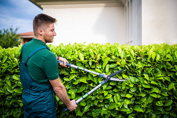 istock Professional gardener trimming hedge. 2207150759