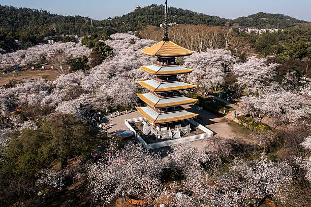 istock Aerial view of a pagoda amidst cherry blossoms. 2207152105