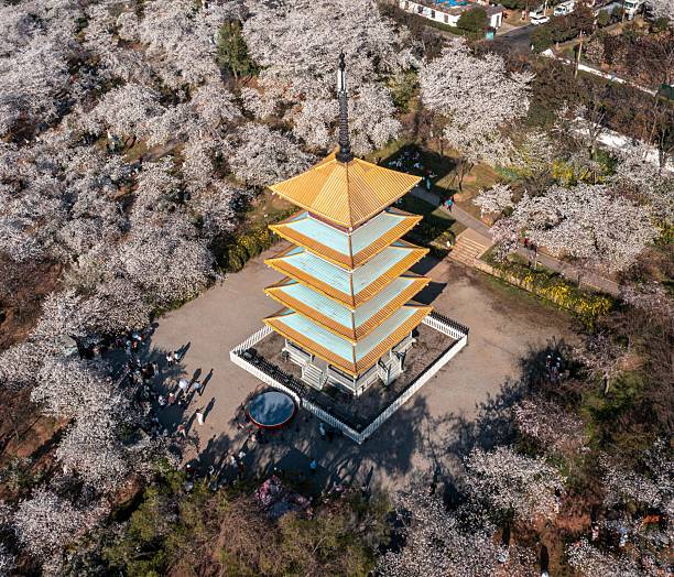 istock Pagoda amidst blooming cherry blossoms in spring. 2207152117