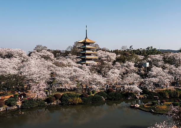 istock Traditional pagoda amidst cherry blossoms in Japan. 2207152121
