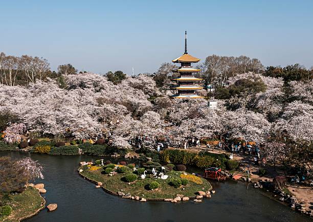 istock Pagoda amidst cherry blossoms in a Japanese garden. 2207152126