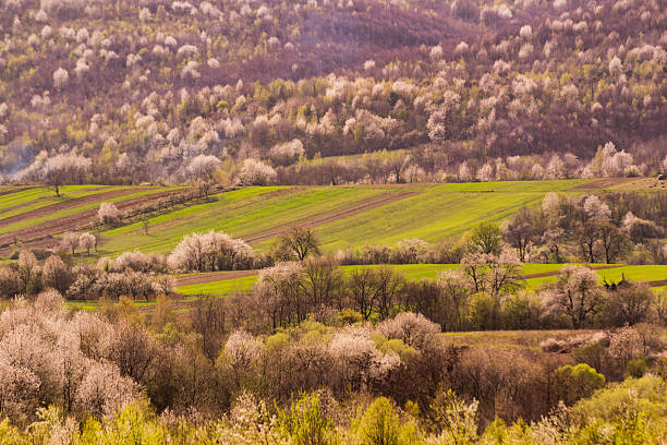 Spring landscape of rural mountainous area