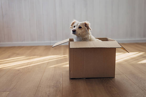 istock Cute dog discovers the joy of playing with an empty cardboard box, showing curiosity and happiness indoors. 2207154816