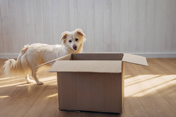 istock Cute dog discovers the joy of playing with an empty cardboard box, showing curiosity and happiness indoors. 2207154976