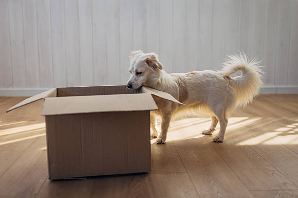 istock Cute playful dog exploring an empty box at home with curiosity and excitement. 2207155152
