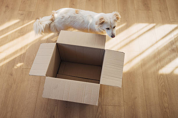 istock Cute playful dog exploring an empty box at home with curiosity and excitement. 2207155182