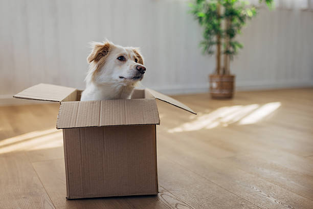 istock Cute playful dog exploring an empty box at home with curiosity and excitement. 2207155331